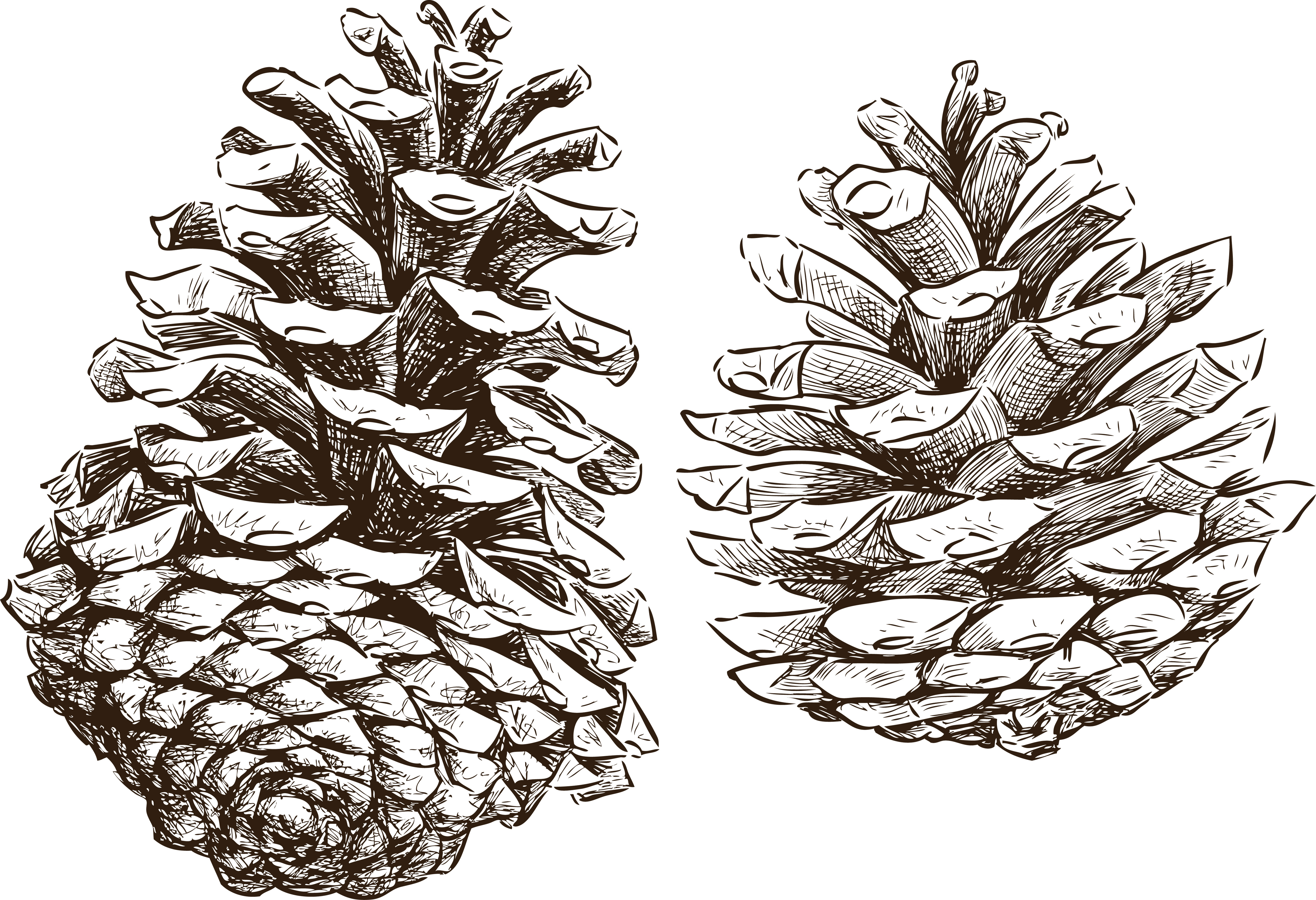 pine-cone